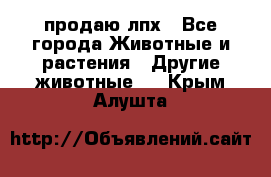 продаю лпх - Все города Животные и растения » Другие животные   . Крым,Алушта